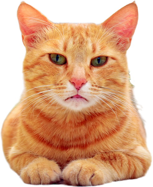Cute Cat on transparent background